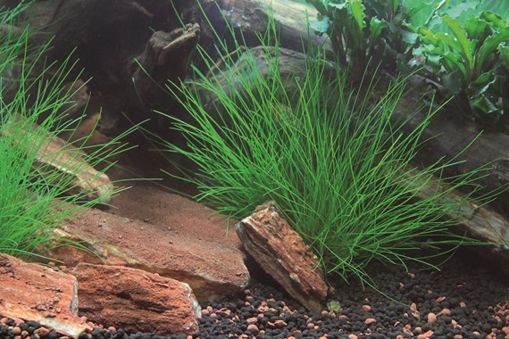 ELEOCHARIS ACICULARIS