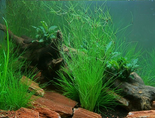 ELEOCHARIS VIVIPARA