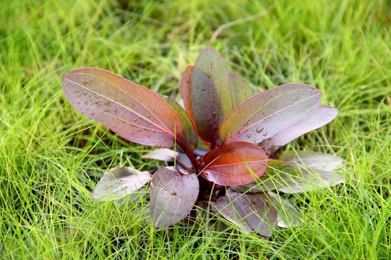 ECHINODORUS RED CHAMELEON DENNERLE PLANTS