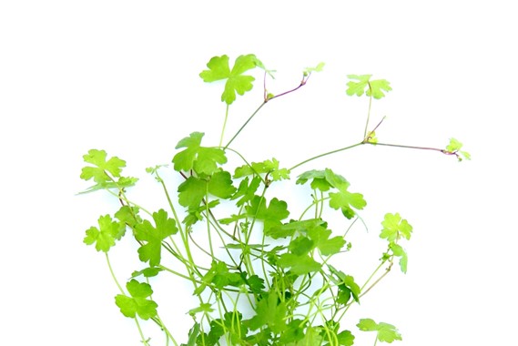 HYDROCOTYLE CF. TRIPARTIATE