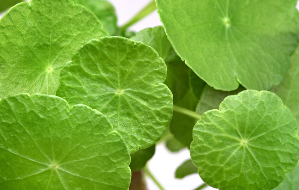 HYDROCOTYLE VERTICILLATA DENNERLE PLANTS