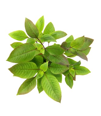 HYGROPHILA CORYMBOSA DENNERLE PLANTS