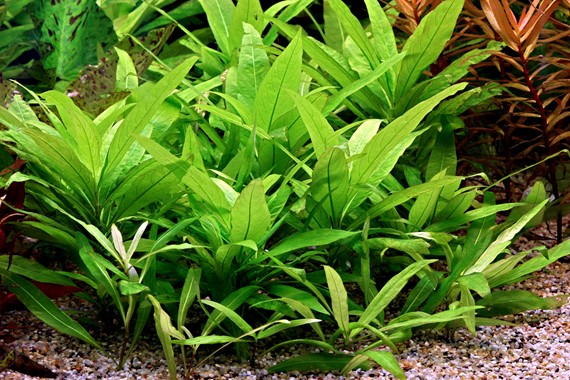 HYGROPHILA CORYMBOSA STRICTA