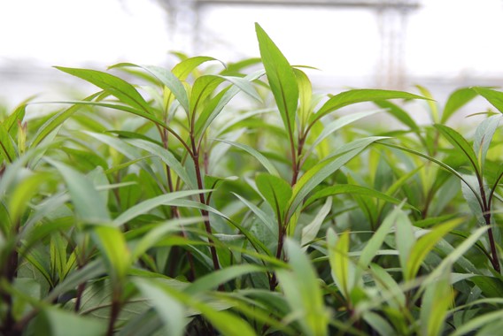 HYGROPHILA CORYMBOSA THAILAND DENNERLE PLANTS