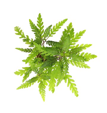 HYGROPHILA PINNATIFIDA DENNERLE PLANTS