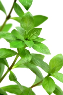 HYGROPHILA POLYSPERMA
