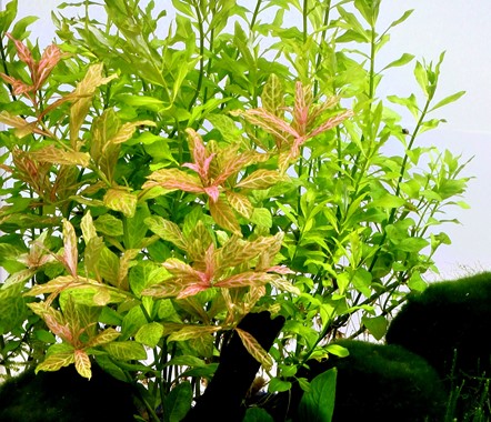HYGROPHILA POLYSPERMA SUNSET DENNERLE PLANTS