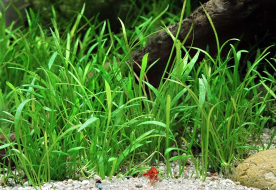 LILAEOPSIS BRASILIENSIS DENNERLE PLANTS