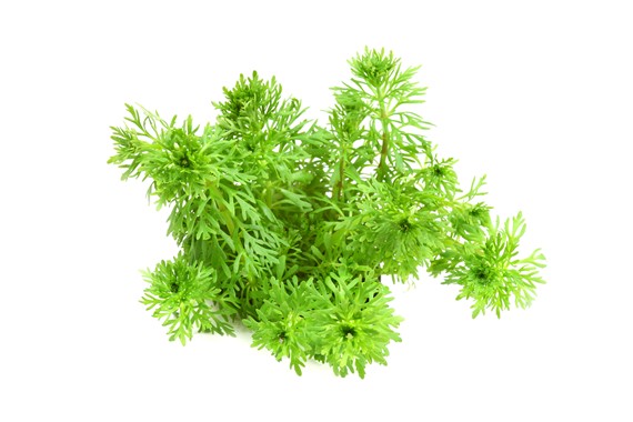 LIMNOPHILA SESSIFLORA