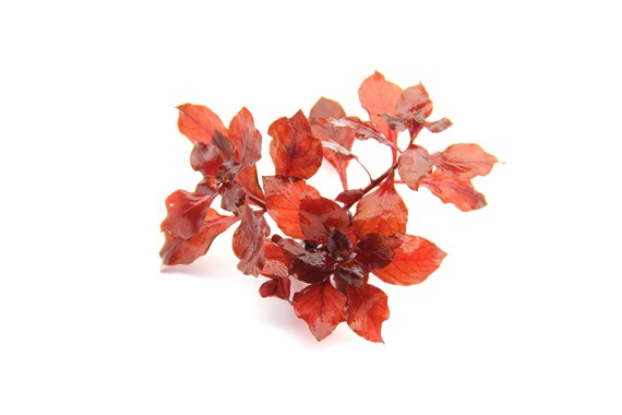 LUDWIGIA PALUSTRIS SUPER RED DENNERLE PLANTS