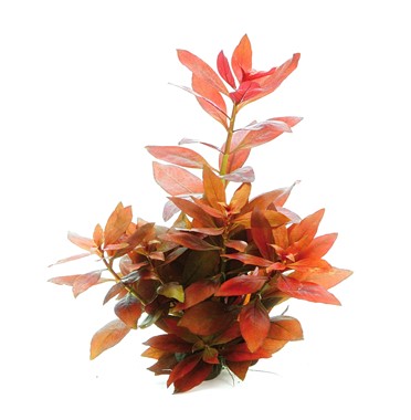 LUDWIGIA REPENS'RUBIN