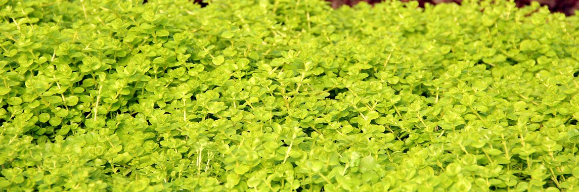 LYSIMACHIA NUMMULARIA AUREA