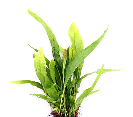 MICROSORUM PTEROPUS DENNERLE PLANTS