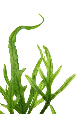 MICROSORUM PTEROPUS TRIDENT