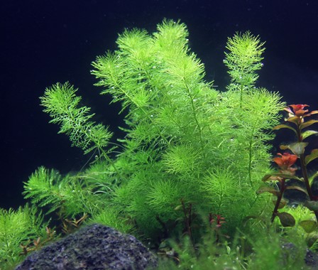 MYRIOPHYLLUM SPEC. GUAYANA DENNERLE PLANTS