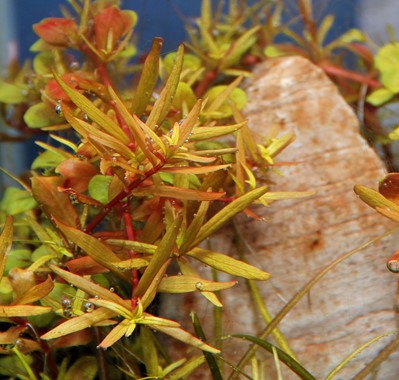 ROTALA ROTUNDIFOLIA SPEC. H'RA