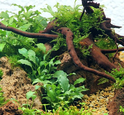 SCHISMATOGLOTTIS PRIETOI DENNERLE PLANTS
