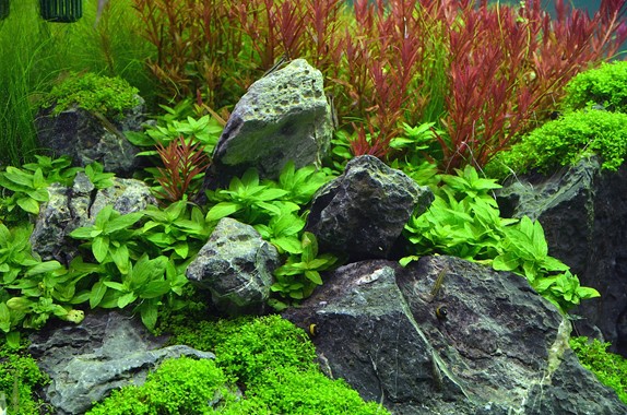 STAUROGYNE REPENS DENNERLE PLANTS