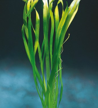 VALLISNERIA AUSTRALIS GIGANTEA DENNERLE PLANTS
