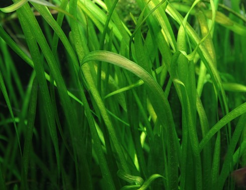 VALLISNERIA SPIRALIS DENNERLE PLANTS