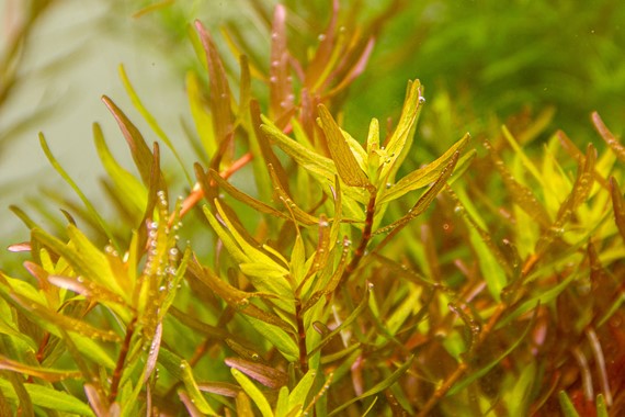 ROTALA ROTUNDIFOLIA LAOS DENNERLE PLANTS
