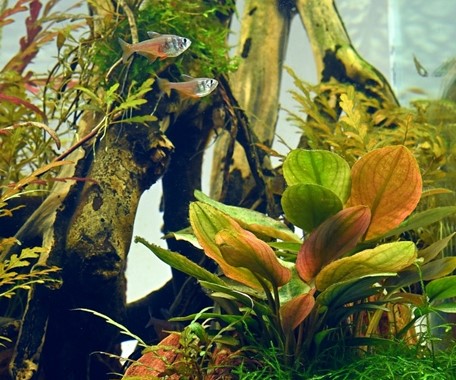 LAGENANDRA MEEBOLDII ROT DENNERLE PLANTS