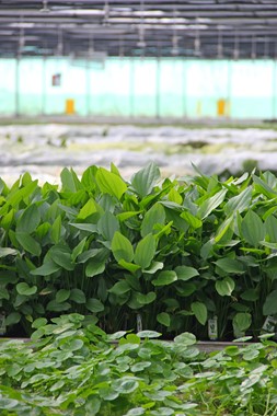 ECHINODORUS ARGENTINENSIS XXL DENNERLE PLANTS