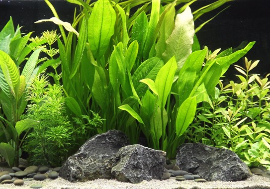 ECHINODORUS GRISEBACHII BLEHERAE XXL