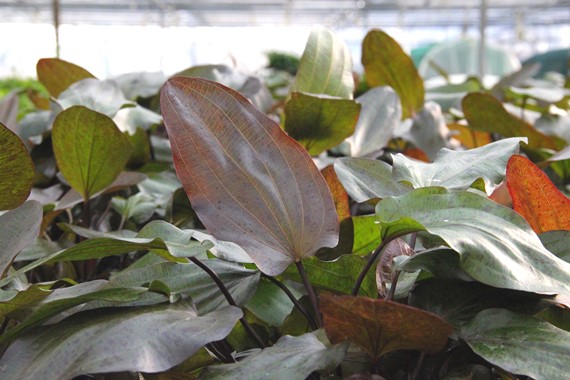 ECHINODORUS OZELOT XXL DENNERLE PLANTS
