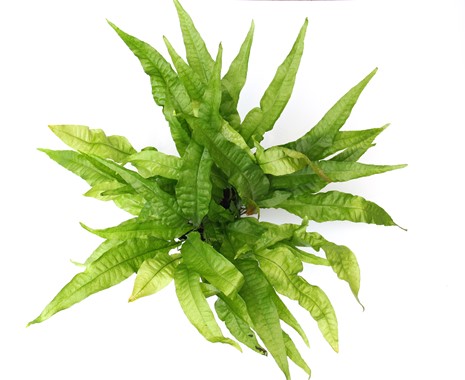 MICROSORUM PTEROPUS XXL