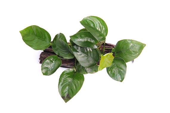 ANUBIAS BARTERI su legno con ventose DENNERLE PLANTS