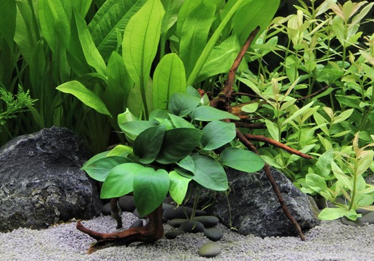 ANUBIAS BARTERI VAR. NANA on wood