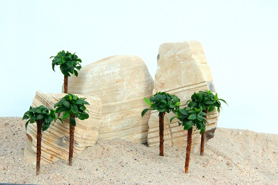 DWARF ANUBIAS BONSAI