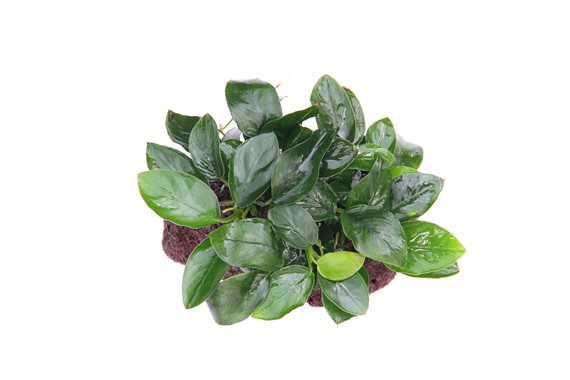 ANUBIAS BARTERI VAR. NANA su roccia DENNERLE PLANTS