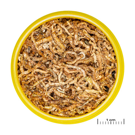 PRONOVO FIL 250ml