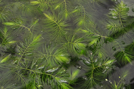 CERATOPHYLLUM DEMERSUM DENNERLE PLANTS