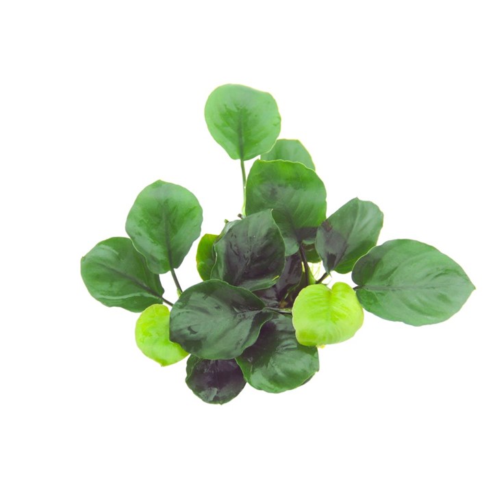 ANUBIAS BARTERI  COIN LEAF
