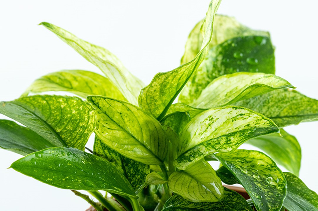ANUBIAS BARTERI NANA PINTO TROPICA