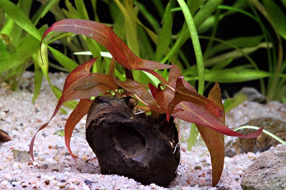 NYMPHAEA LOTUS RED DENNERLE PLANTS