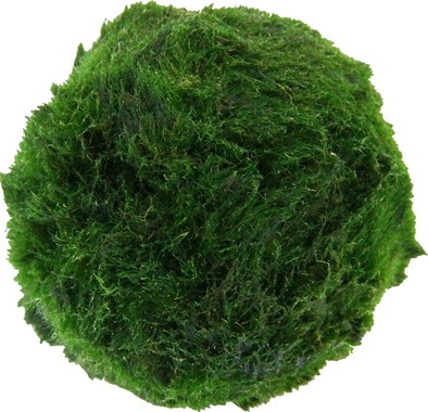 AEGAGROPILA LINNAEI SUPERBALLS Confezione da 3 DENNERLE PLANTS