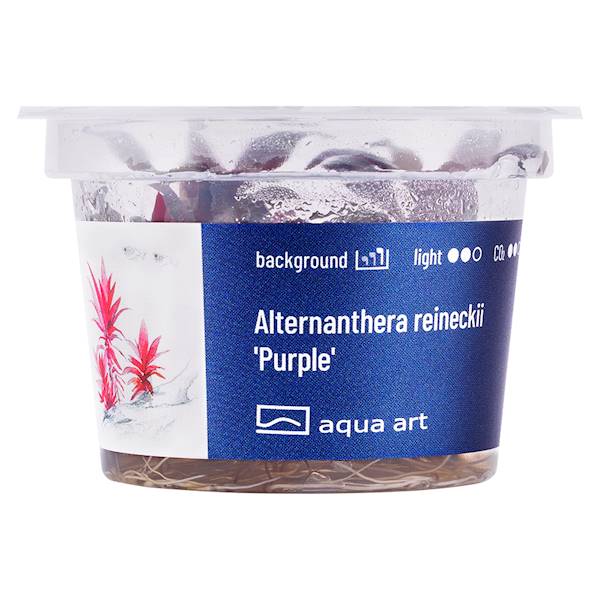 ALTERNANTHERA REINECKII PURPLE