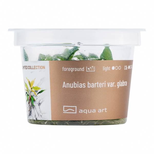 ANUBIAS BARTERI VAR. GLABRA AQUA ART