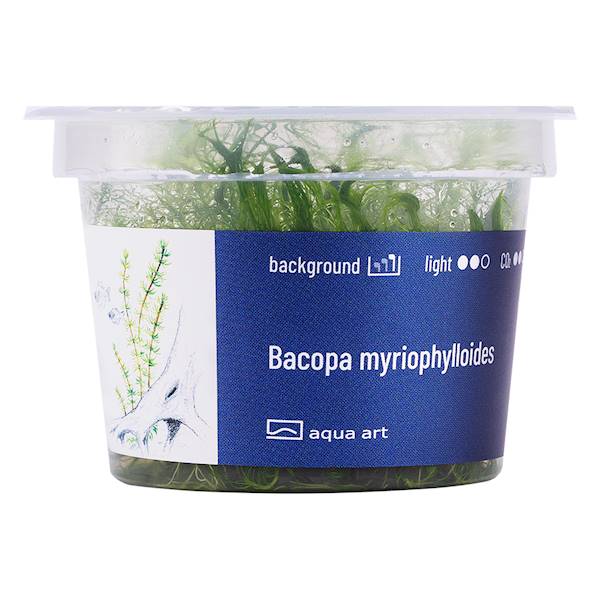 BACOPA MYRIOPHYLLOIDES AQUA ART