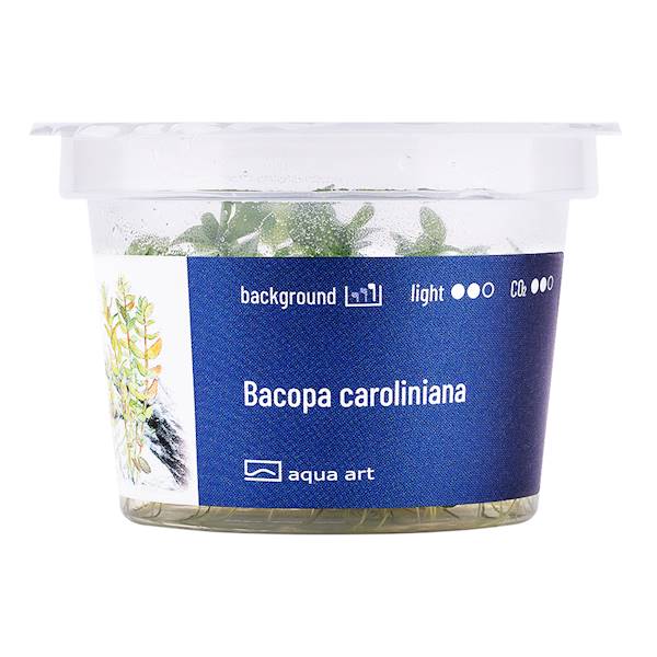 BACOPA CAROLINIANA AQUA ART