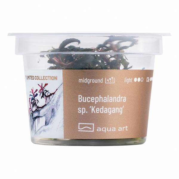 BUCEPHALANDRA SP.KEDAGANG AQUA ART