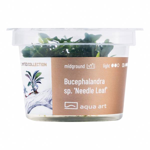 BUCEPHALANDRA SP. NEEDLE LEAF AQUA ART