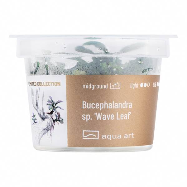 BUCEPHALANDRA SP. WAVE LEAF AQUA ART