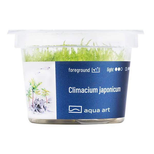 CLIMACIUM JAPONICUM AQUA ART