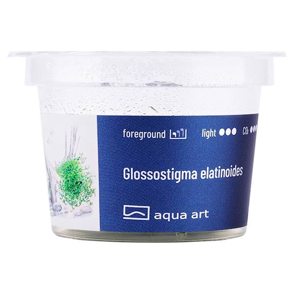 GLOSSOSTIGMA ELATINOIDES AQUA ART