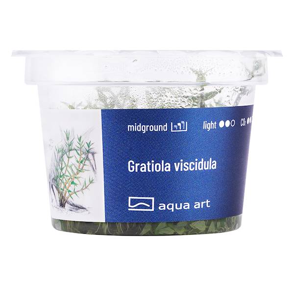 GRATIOLA VISCIDULA